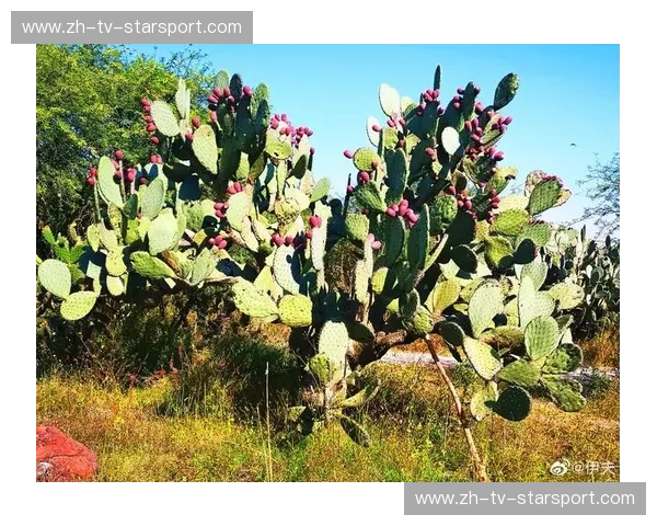 橙色风暴席卷仙人掌之国：荷兰vs墨西哥，谁才是绿茵场上的终极猎手？